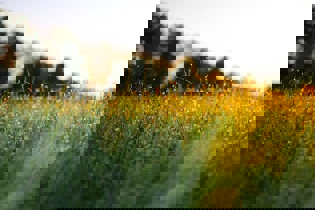 Green grass with sun rising in background
